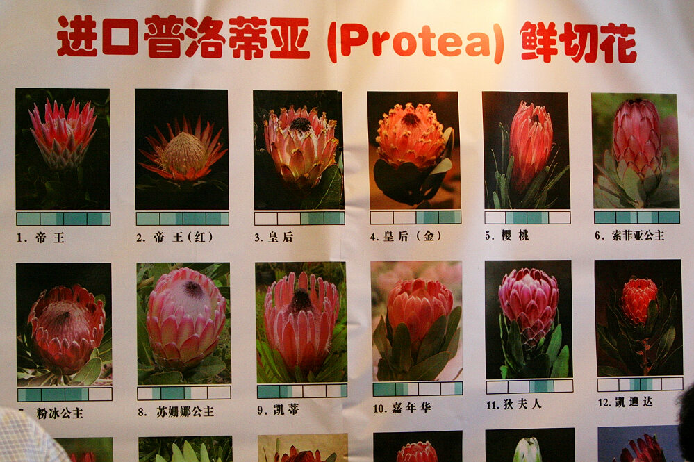 中国第七届花博会（组图）
