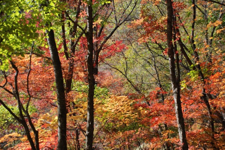 枫叶正红关门山