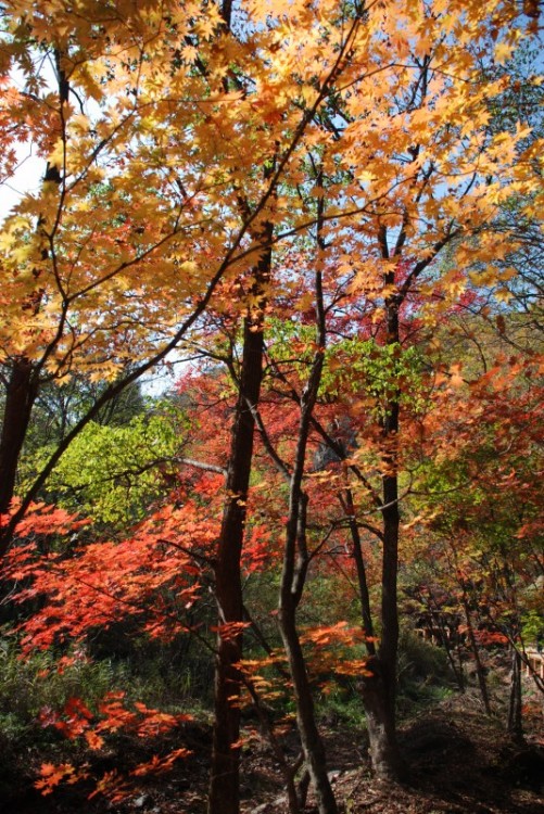 枫叶正红关门山