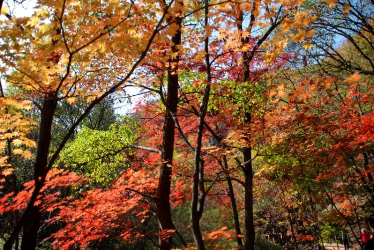 枫叶正红关门山