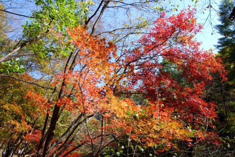 枫叶正红关门山