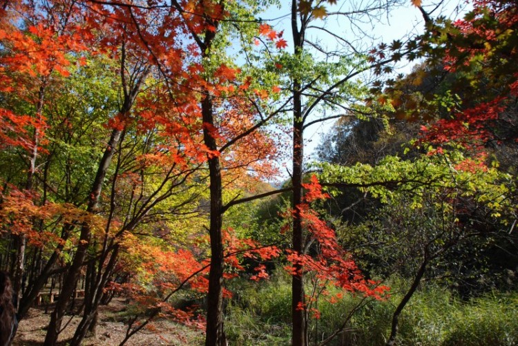 枫叶正红关门山
