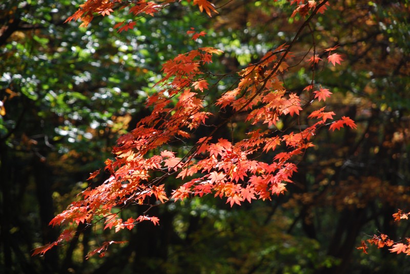 枫叶正红关门山