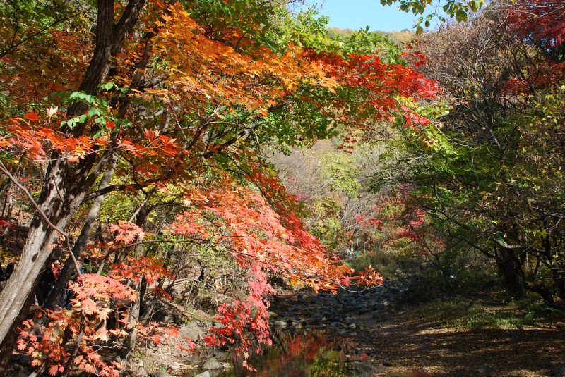 枫叶正红关门山