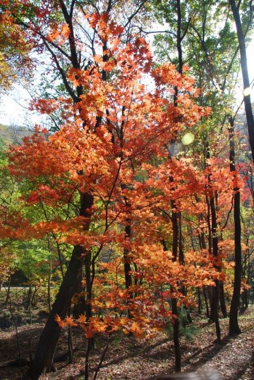枫叶正红关门山