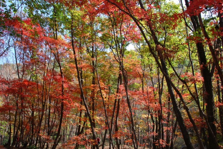 枫叶正红关门山