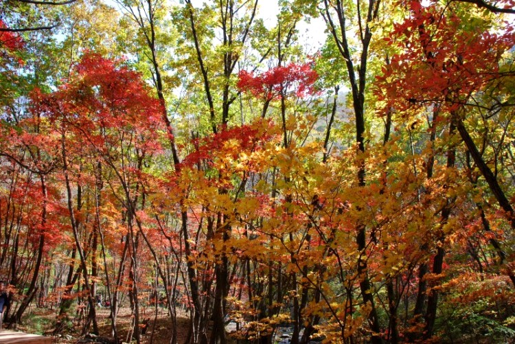 枫叶正红关门山