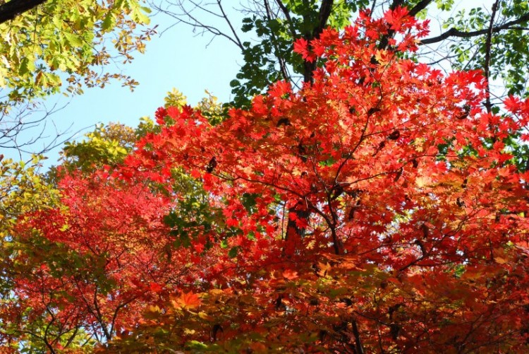 枫叶正红关门山