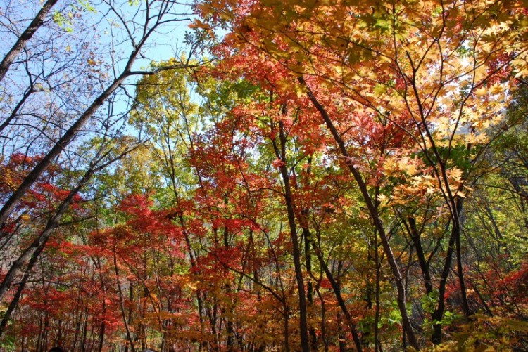 枫叶正红关门山