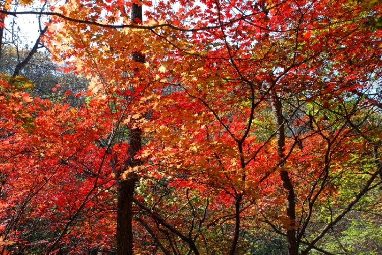 枫叶正红关门山