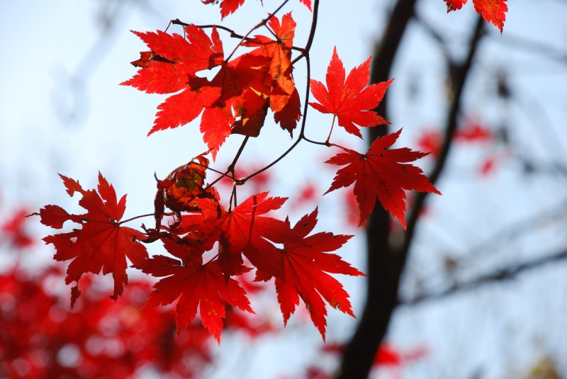 枫叶正红关门山