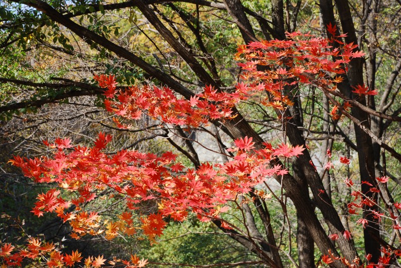 枫叶正红关门山