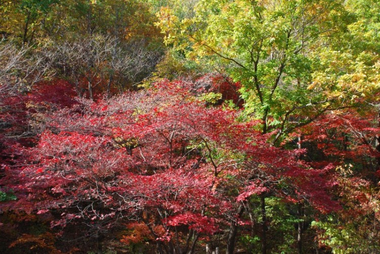 枫叶正红关门山