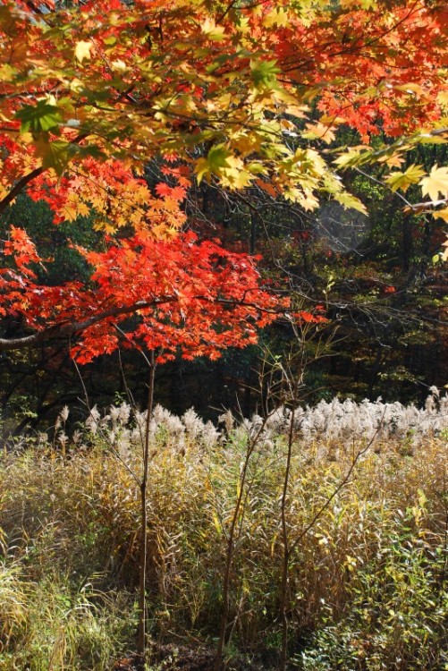 枫叶正红关门山