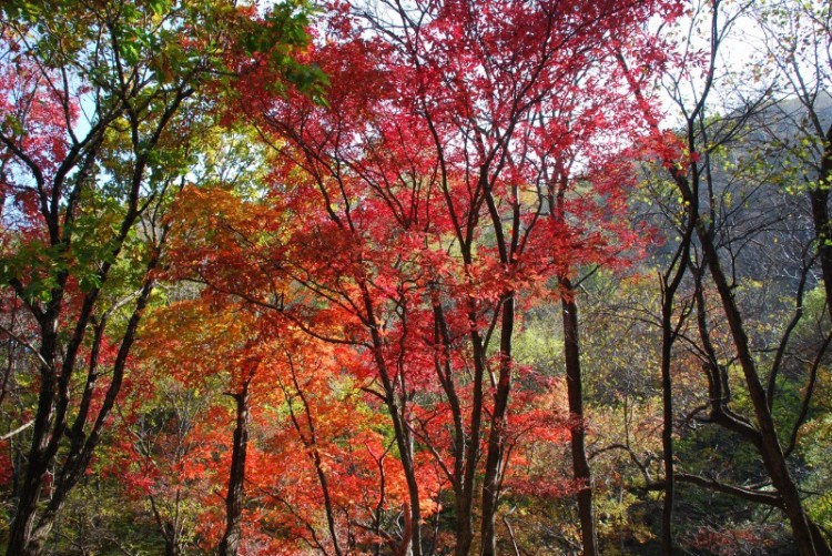 枫叶正红关门山