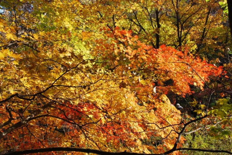 枫叶正红关门山