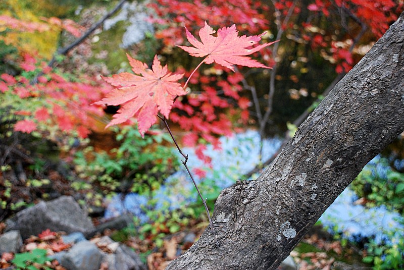 枫叶正红关门山