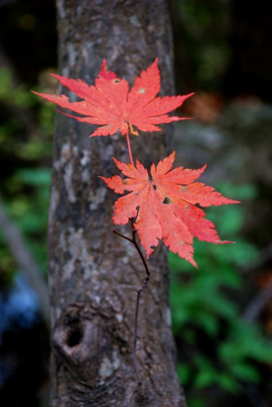 枫叶正红关门山