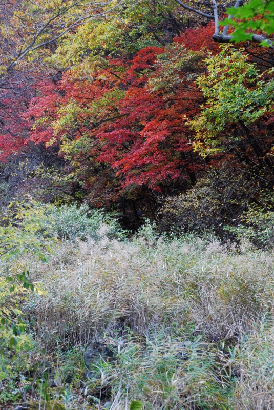 枫叶正红关门山