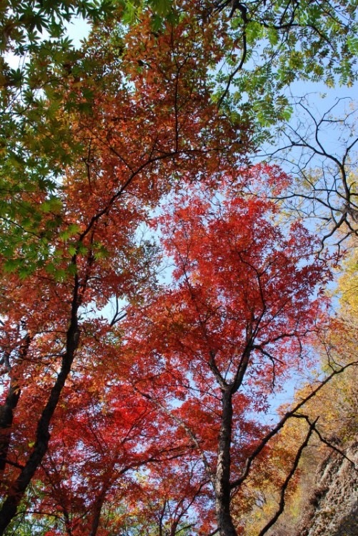 枫叶正红关门山