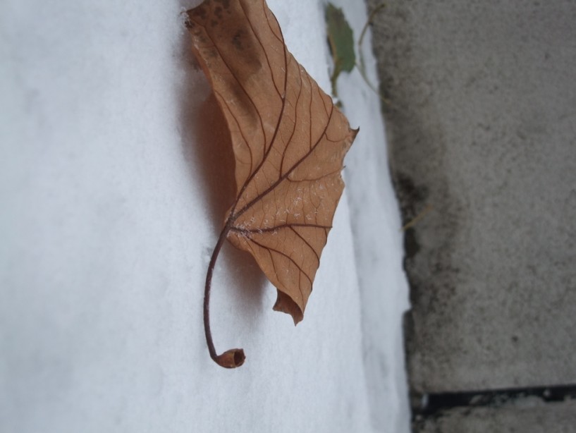 下雪了
