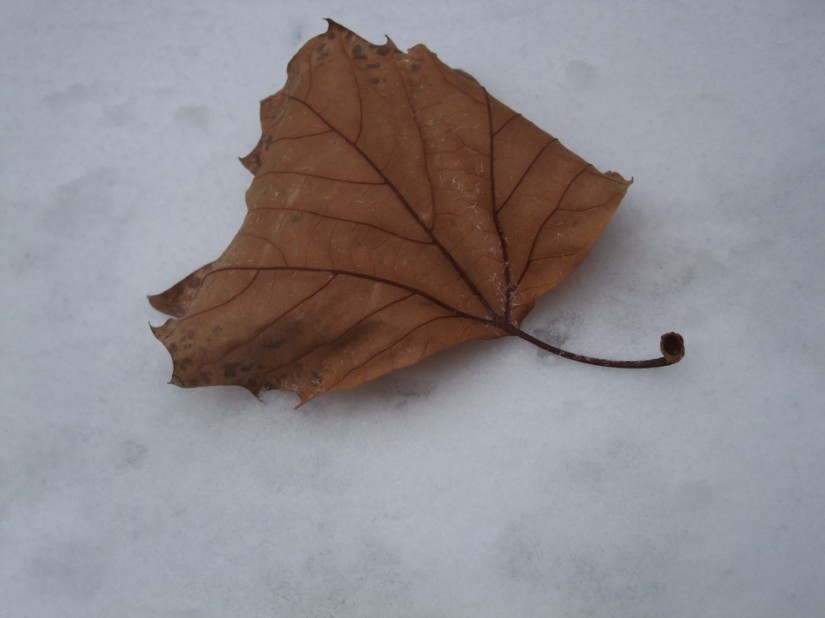 下雪了