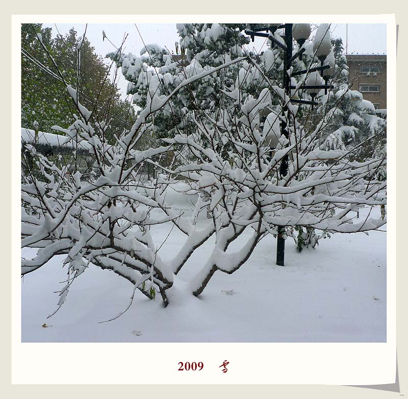 2009    雪
