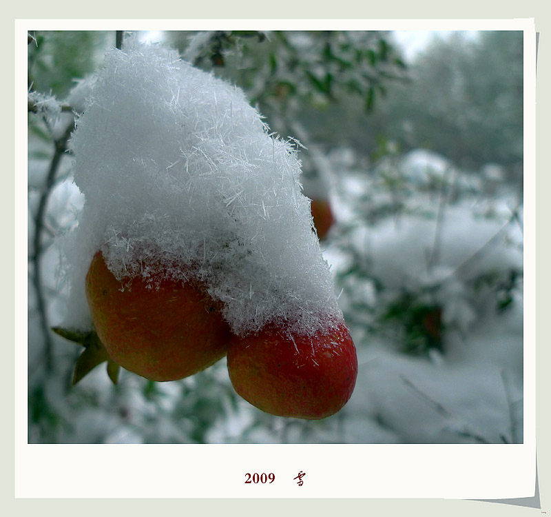 2009    雪