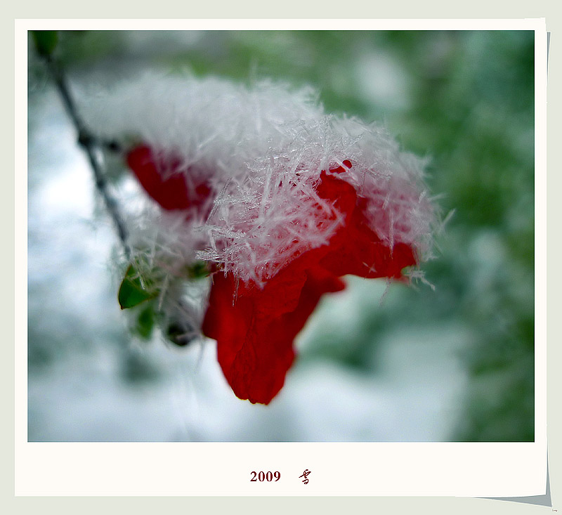 2009    雪