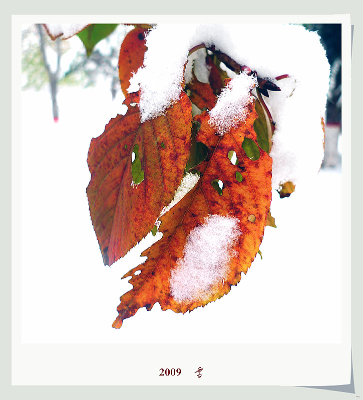 2009    雪