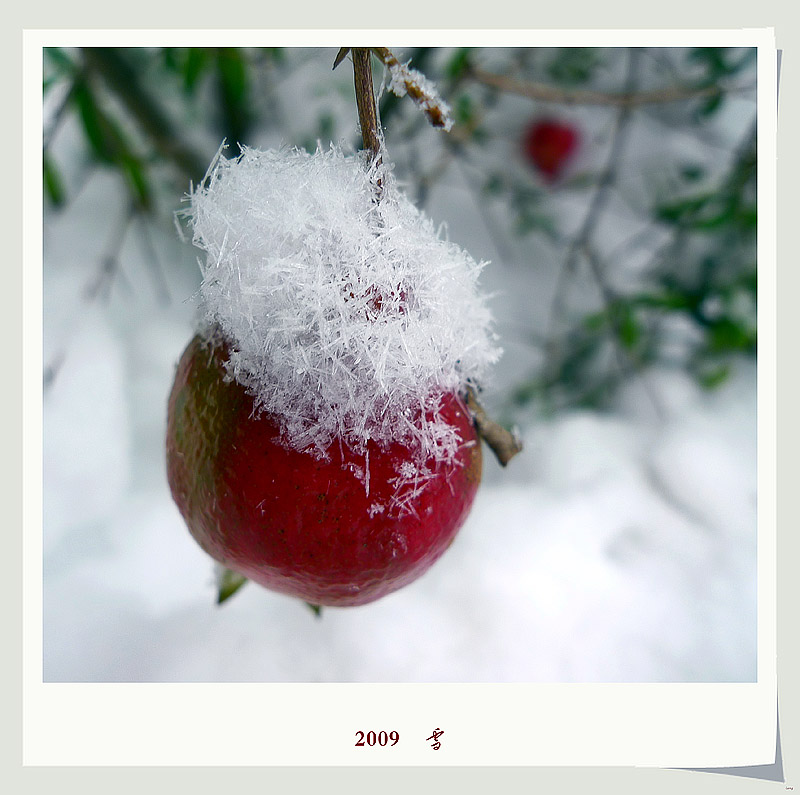 2009    雪