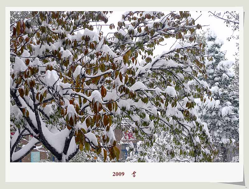 2009    雪
