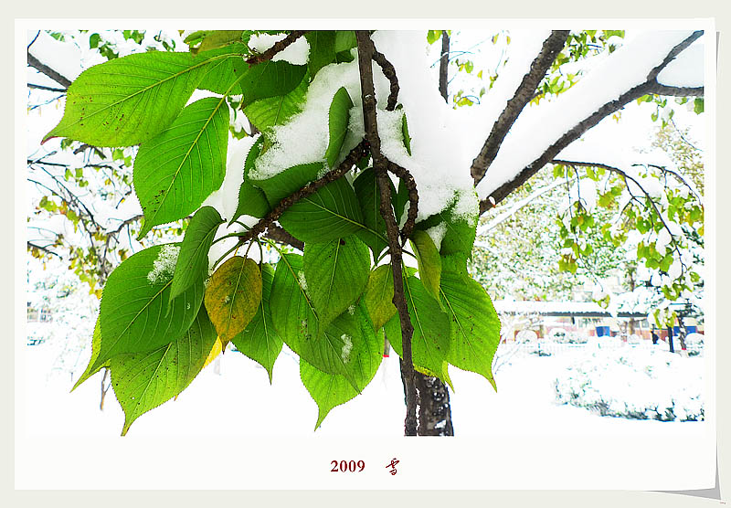 2009    雪
