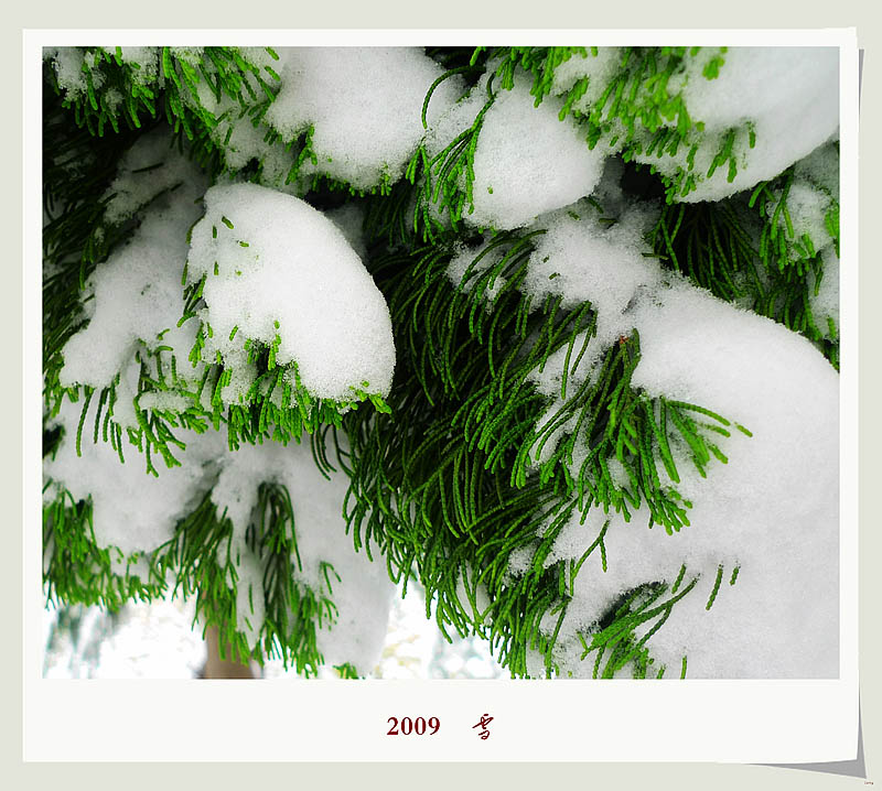 2009    雪
