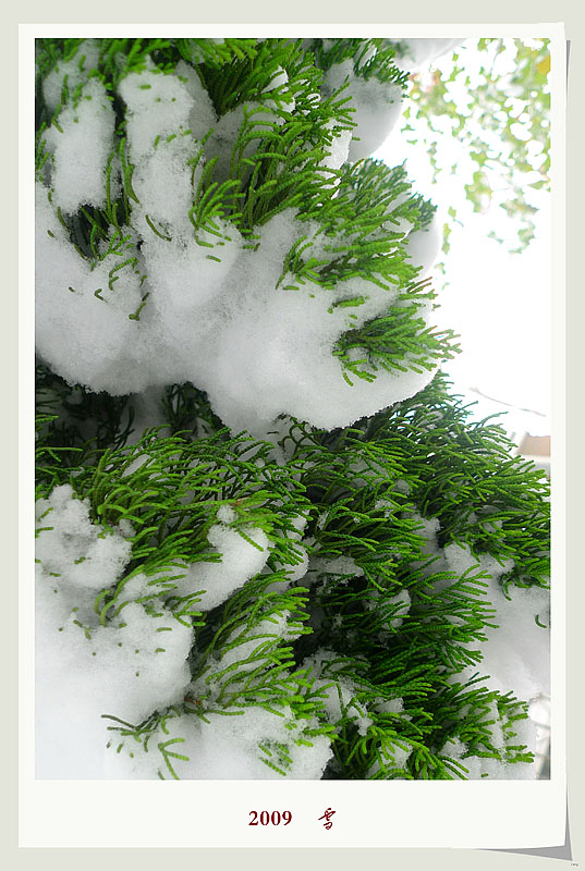 2009    雪