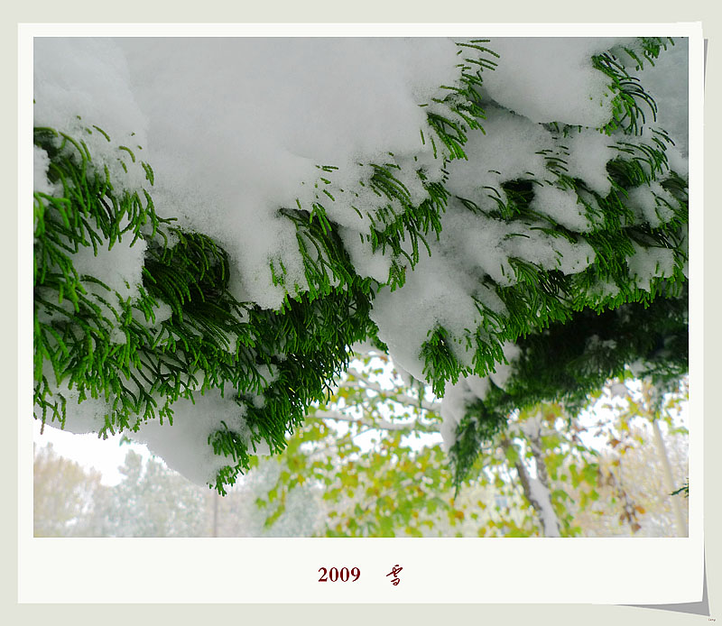 2009    雪