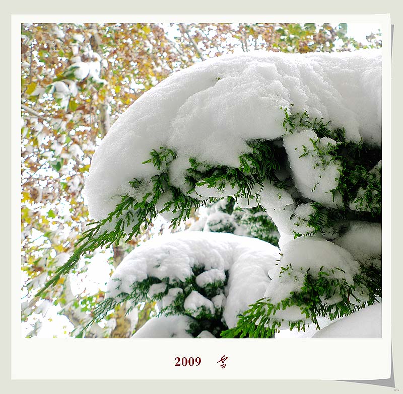 2009    雪