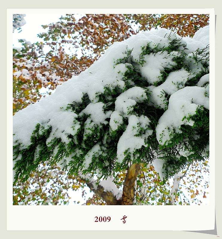 2009    雪