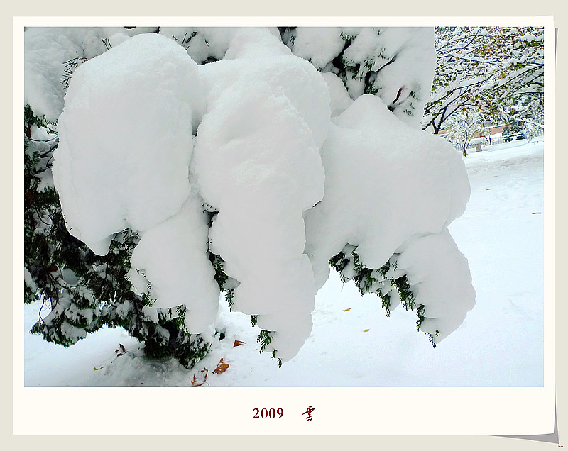 2009    雪