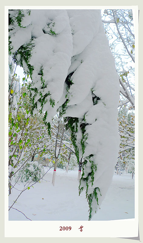 2009    雪