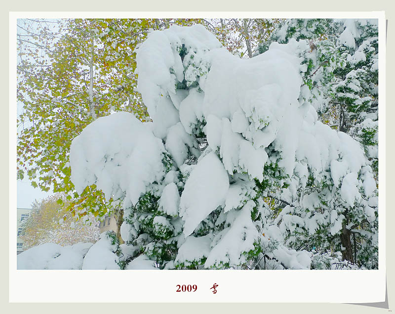 2009    雪