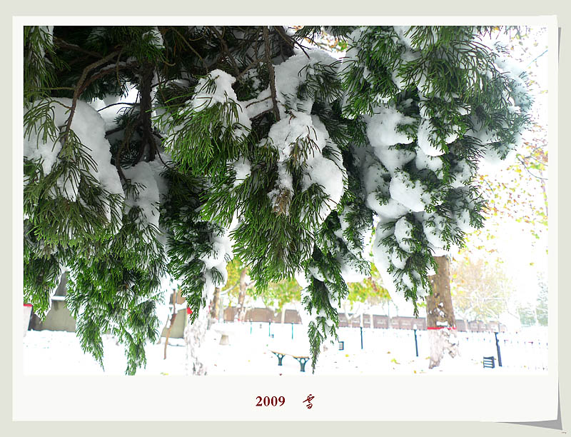 2009    雪