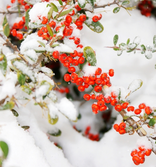 敖立雪中