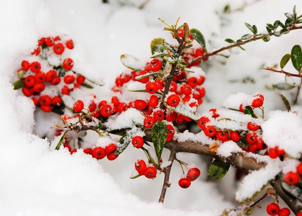敖立雪中
