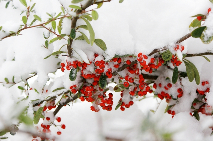 敖立雪中