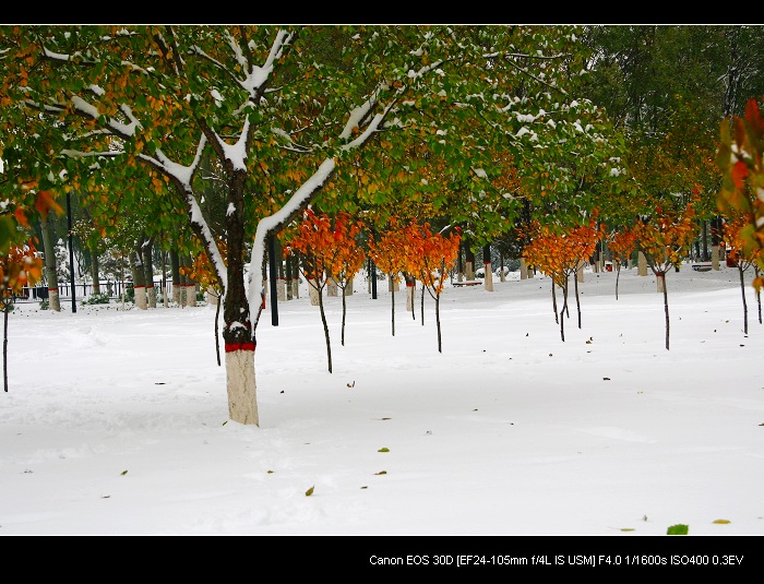 雪后