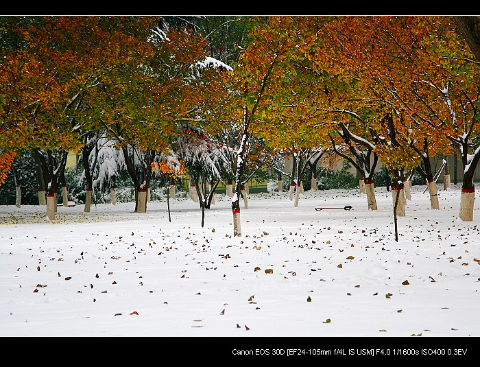 雪后