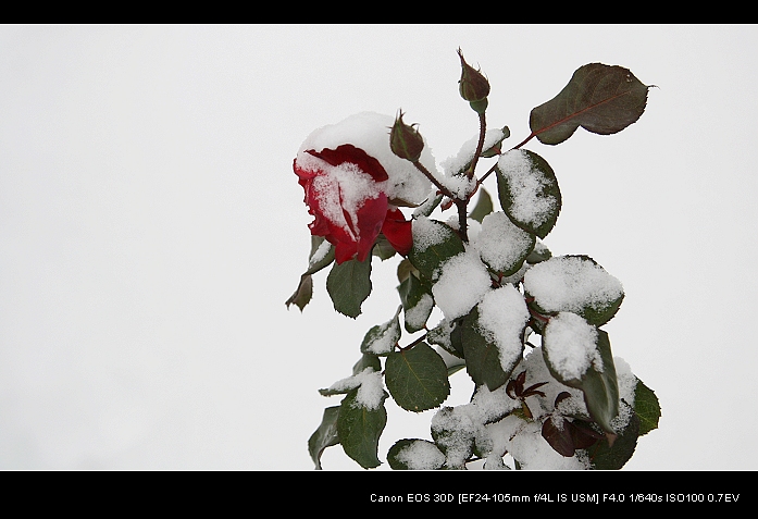 雪后