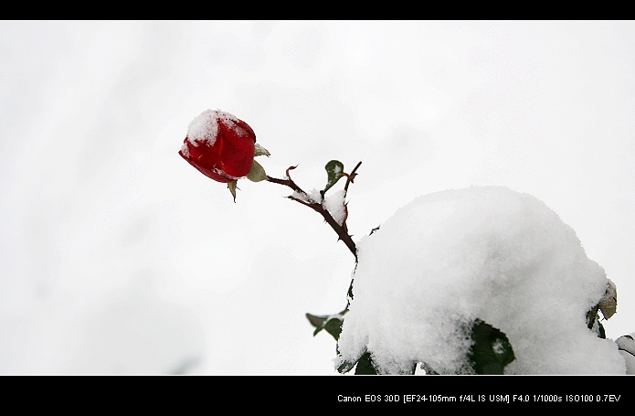 雪后