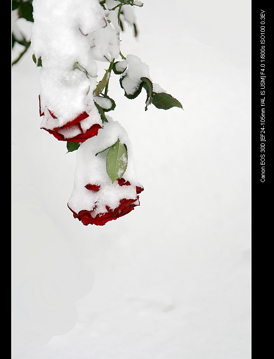 雪后